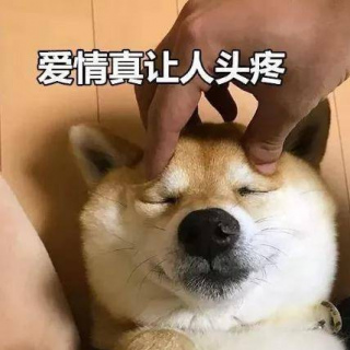 柴犬都是吃飯機器？養一只柴犬要很多錢？