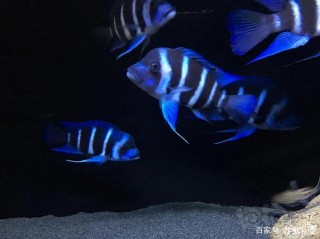十一小長假外出旅行，八天不喂魚、不換水，會有問題嗎？