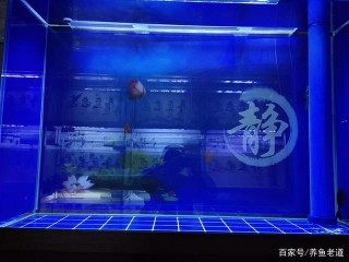 渾濁到必須換水的魚缸，為什麼一夜之間，水質可以自動恢複？