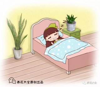 1間房2盆花，吸甲醛沒異味，讓你夜夜睡的香！