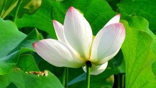 閑人筆記·史官都有董狐的擔當嗎？