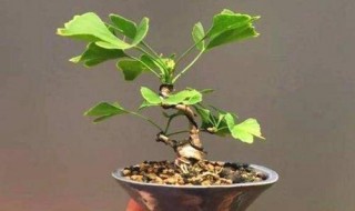 掉了滿地的「臭果子」，聰明的人都撿回家，種成盆景價值高