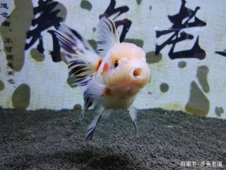 我的觀賞魚又患病了，原因在哪裏，什麼樣的回答能讓魚友滿意？