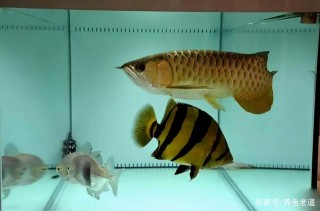 天不怕、地不怕，就怕養魚人有文化，而且理解力還差