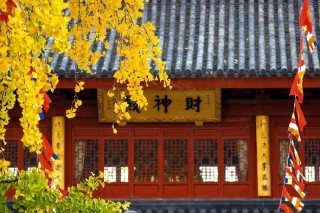 報國寺千年銀杏，澱山湖上的天然航標，古往今來為過往船隻引航