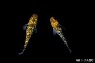 觀賞魚品種觀背青鱂的飼養與繁育技術