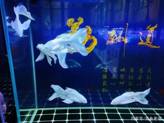 停暖對於觀賞魚意味著啥？就是溫差過大，這期間別把小瓜蟲帶回家