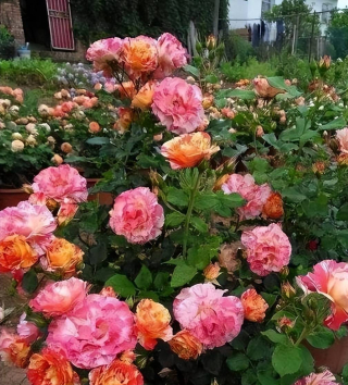 養月季花牢記掌握5個小技巧，學會了花開不斷，香味濃鬱惹人愛_養護_植株_修剪