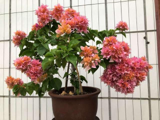 剛買的三角梅黃葉落花？記住這幾點，進入六月，花朵稠密、鮮豔