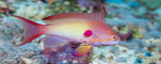 觀賞魚體外寄生蟲用什麼藥？