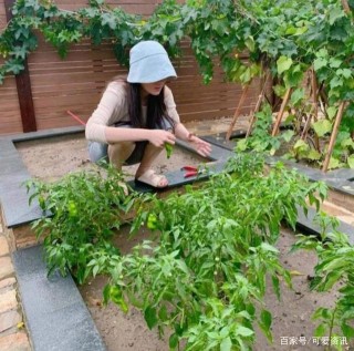 張馨予效仿李子柒，不愛自拍愛美食，胖到自嘲不配做女演員