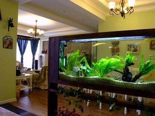 “山管人丁，水管財”家庭飼養觀賞魚與風水之間的關系