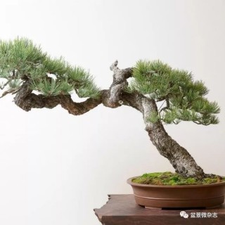 盆景，不該只是小眾的狂歡！——關於盆景商業前景的一點想法