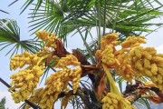 樹上1種「鯉魚籽」，過去常忽視，卻清火降壓，看見