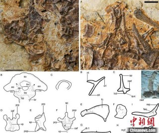 古生物學最新研究：食魚反鳥與上羊鳥、意外鳥或有近親關系