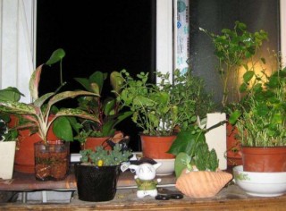 雨季對盆栽植物的養護非常重要，掌握這些方法可以讓它們更有活力