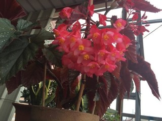 冬天別養綠蘿多肉，此盆栽漂亮好養，四季開花爆盆，