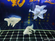新魚入缸後，為什麼有些魚一進入魚缸，直接就躺下了