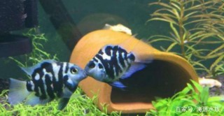 水族圈人氣爆棚的觀賞魚，雜交最成功的品種之一，新手福音