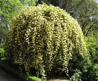 院子再小，也要養棵它，開花特別美，左鄰右舍都誇贊香氣芬芳