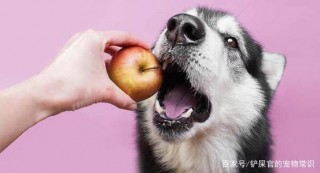 鏟屎官切忌了！哪些水果是不能喂食寵物狗和貓，甚至有生命危險！