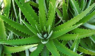 新手都「折騰」不死的3種花，粗養更旺盛，越剪植物越爆盆