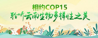 「七彩雲南：萬物共生的奧秘」恐龍的美食――植物活