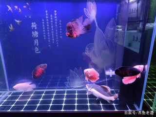 觀賞魚入缸後，水體雜質多，適度沉澱幾天可以解決問題嗎？