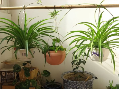 5種耐陰花，養在衛生間吸潮除異味，好養好看空氣更清新