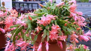 6種漂亮花，夏天要“靜養”，多通風少澆水，安全度夏開花旺