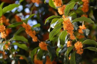 這7種花卉一提起花的名字，就能想到它們的香味了