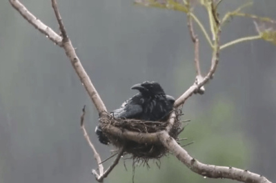 鳥窩都是“露天向上”的，遇到雨天咋辦？看完才知道鳥多聰明