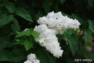 11月底，花前月下，緣分未盡，星座對舊愛情絲綿長，緣分難斷