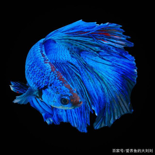 觀賞魚和水溫的關系，為什麼高水溫下觀賞魚反而愛出問題？