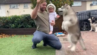 養狗和孕育孩子不矛盾！1歲不到的嬰兒，輕松應對3只阿拉斯加