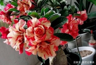 懶人養花，首選沙漠玫瑰盆栽，耐旱好養，開花美！