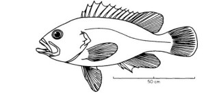 魚的生物學名和分類，讓科學助力釣魚