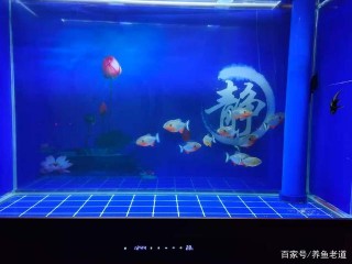 看看新魚友的兩個極端操作案例，是如何毀掉一缸觀賞魚的？