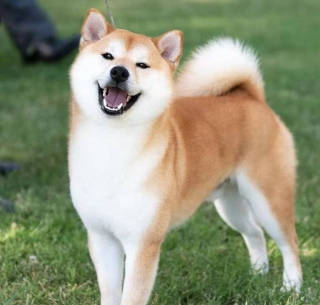 柴犬好養嗎？柴犬性格分析，看看你適不適合養柴犬？