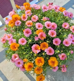 號稱“開花機器”的5種花，皮實好養愛爆花，多季節