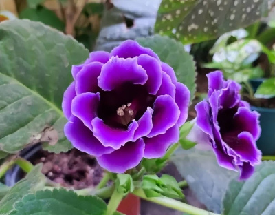 懂得生活的人都喜歡的3種花，淨化空氣對身體好，還能睡個安穩覺
