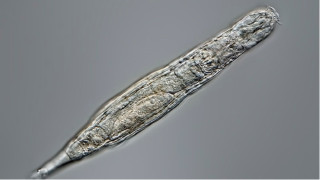 冰凍2.4萬年微生物複活 科學家：或有希望低溫保存人類細胞