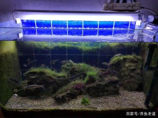 主人不在家魚缸開燈好嗎，如果長期不開燈，觀賞魚體色會變淺嗎？