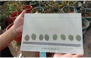 上海市園林科學規劃研究院開展濕垃圾盆栽植物監測