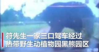 海口動物園驚魂一幕：黑熊爬上汽車車頂壓碎擋風玻璃，幸被驅逐