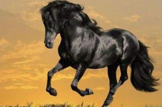 生肖馬之人：11月3日家裏有人員調動，未來1個月馬到成功！