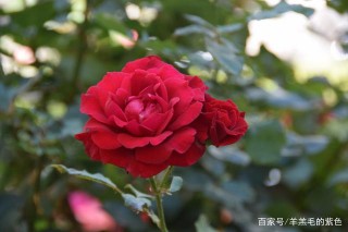 兩周後，真愛刻骨銘心，故作堅強的4星座，揮別舊情，展望新生活