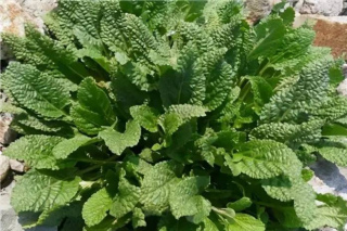 春天出遊常見的6種野菜，薅回家涼拌清炒，遇到了別錯過