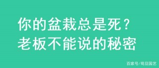 盆栽活不過一個月？老板不能說的秘密！碩士畢業後方懂得