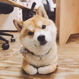 柴犬要搶走二哈風頭？訓犬師作證：80%的柴犬都「表里不一」